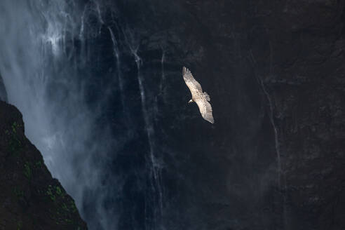 Spektakuläre Szenerie von oben mit wilden Geiern, die sich über Felsen und Wasserfall erheben - ADSF14787