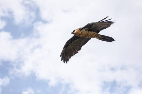 Von unten der Bartgeier Segelflug unter blauem Himmel mit Wolken auf sonnigen Tag - ADSF14792