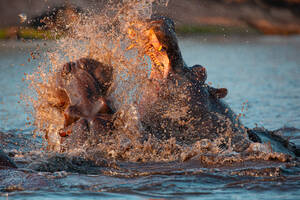 Closeup of wild aggressive hippos fighting heavily in water of Chobe river in Botswana in Africa - ADSF14799