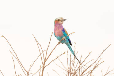 Low angle full length of bright multicolored Southern carmine bee-eater bird sitting on dry thin tree branch against gray sky in Savuti area in Botswana - ADSF14800