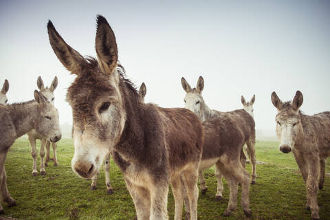 Herd of domestic donkeys pasturing in green meadow during foggy morning in countryside stock photo