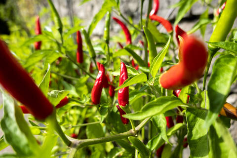 Red chili peppers growing in bio garden stock photo