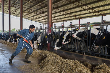 Farmer feeding fodder to cows in shed - VEGF02857