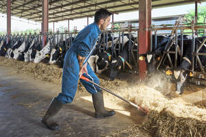 Farmer feeding to herd of cows in shed - VEGF02858