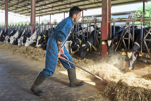 Landwirt beim Füttern einer Kuhherde im Stall - VEGF02858