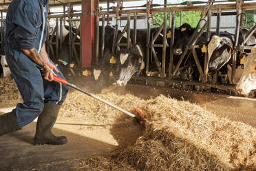 Mittelteil eines Landwirts beim Füttern der Kühe im Stall - VEGF02859