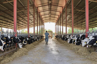 Farmer walking in cattle surrounded by herd of cows - VEGF02860