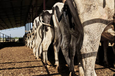 In einer Reihe stehende Kuhherde auf einem Bauernhof - VEGF02864
