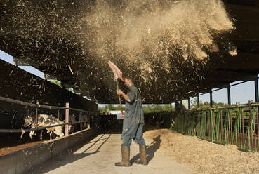 Farmer throwing fodder with shovel in air near livestock at farm - VEGF02876