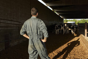 Landwirt steht mit den Händen auf der Hüfte und sieht sich die Bullen in der Rinderherde an - VEGF02878