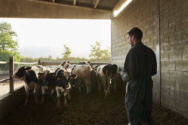 Landwirt kontrolliert die Anzahl der Bullen und notiert sie in einem Notizbuch auf dem Bauernhof - VEGF02880