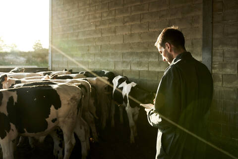 Landwirt kontrolliert die Anzahl der Bullen und macht sich Notizen auf dem Hof, lizenzfreies Stockfoto