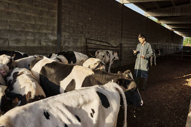 Farmer checking on bulls at shed in farm - VEGF02882