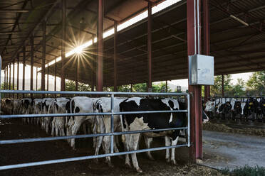 Herd of cow standing inside barn in shed at farm - VEGF02886