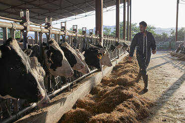 Landwirt geht an Kühen in der Nähe des Viehbestands auf dem Bauernhof vorbei - VEGF02887