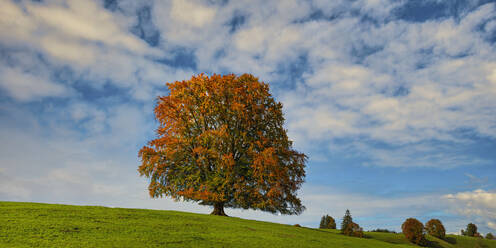 Panorama of European beech (Fagus sylvatica) in autumn - WGF01353