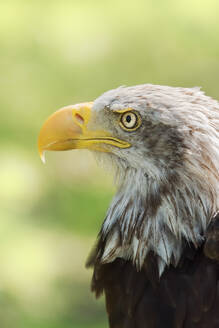 Nahaufnahme des Kopfes eines Weißkopfseeadlers oder Haliaeetus leucocephalus, eines in Nordamerika beheimateten Vogels, auf unscharfem grünem Hintergrund - ADSF15069