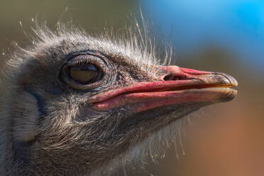Closeup of head of cute wild common ostrich bird with red beak standing against blurred green background in nature - ADSF15071