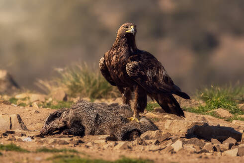 Red-tailed hawk or Buteo jamaicensis raptor bird standing over dead wild animal against blurred background in nature - ADSF15072