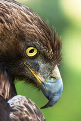 Red-tailed hawk or Buteo jamaicensis raptor bird standing in blurred background in nature - ADSF15074