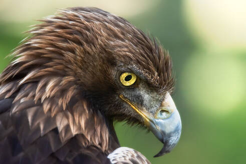 Red-tailed hawk or Buteo jamaicensis raptor bird standing in blurred background in nature - ADSF15075