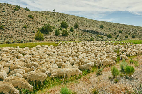 Schafherde auf einer Weide in der Nähe von Bodie in Nordkalifornien. - CAVF88734