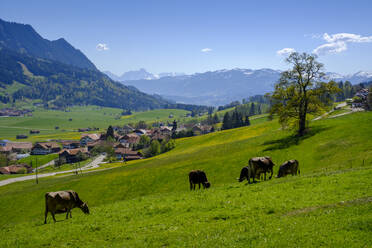 Deutschland, Bayern, Emmereis, Rinder auf einer Frühlingsweide mit Dorf im Hintergrund - LBF03208