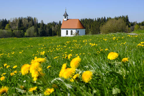 Deutschland, Bayern, Sulzberg, Frühlingswiese vor der Marienkapelle - LBF03210