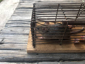 Nahaufnahme einer Maus, die in einem Käfig auf einem Holztisch gefangen ist - GAF00146
