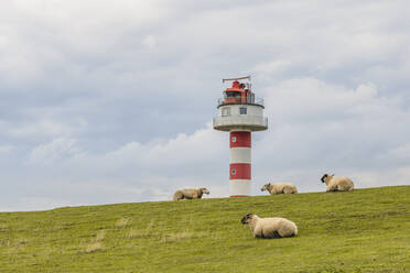 Deutschland, Schleswig-Holstein, Kollmar, Schafe auf der Wiese mit Leuchtturm im Hintergrund - KEBF01630