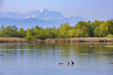 Gänse schwimmen im Ammersee mit der Zugspitze im fernen Hintergrund - SIEF10028