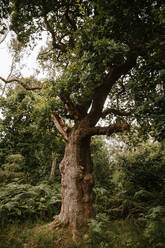Baumstämme im Wald von Pucks Glen an einem sonnigen Tag - ADSF15154