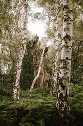 From below trunks of trees growing in woods of Pucks Glen on sunny day - ADSF15155