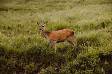 Alert roe deer standing in field and looking at camera in Glen on summertime - ADSF15163