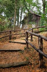 Overgrown steps leading to wooden forest hut - NGF00659