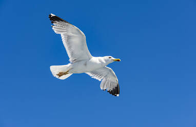 Seagull flying against clear blue sky - RUNF04198