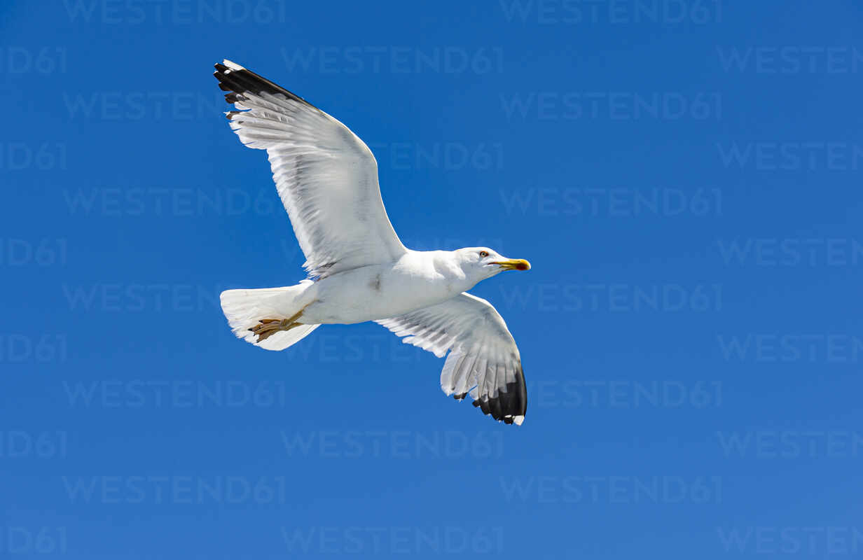 Seagull flying against clear blue sky stock photo