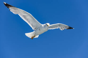 Möwe fliegt gegen klaren blauen Himmel - RUNF04199