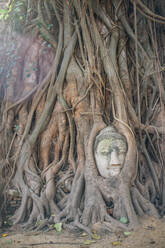 Ancient stone statue of Buddha overgrown with roots of tree in sunlight, Thailand - ADSF15280