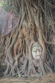 Alte Steinstatue des Buddha, überwuchert von Baumwurzeln im Sonnenlicht, Thailand - ADSF15280