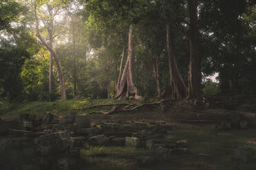 Atemberaubende Aussicht auf Dschungel mit hohen Bäumen und Steinen bei Tag in Kambodscha - ADSF15390
