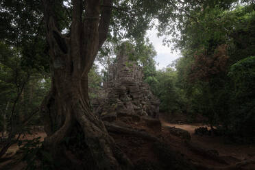 Niedrige Winkel der wunderbaren Landschaft der alten buddhistischen Tempel mit riesigen Baumwurzeln bedeckt und befindet sich im Dschungel in Kambodscha - ADSF15394