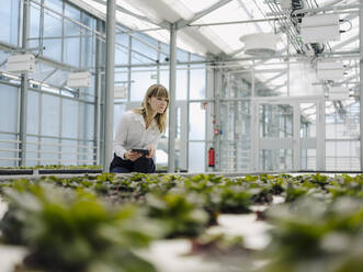 Businesswoman holding digital tablet examining plants in greenhouse - JOSEF01650