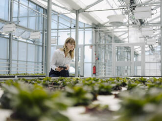 Geschäftsfrau mit digitalem Tablet, die Pflanzen im Gewächshaus untersucht - JOSEF01650