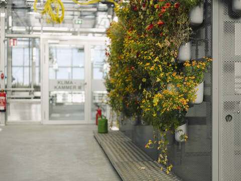 Flowers growing on metallic wall in greenhouse stock photo