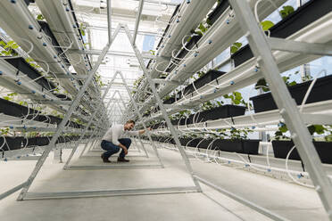 Businessman examining plants growing in greenhouse - JOSEF01729