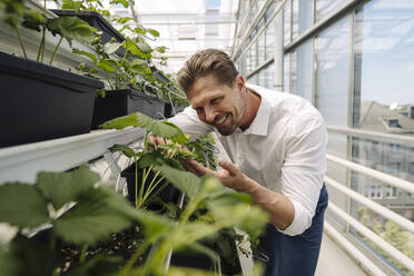 Smiling male entrepreneur examining plants in greenhouse - JOSEF01734