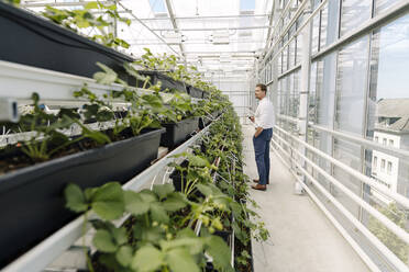 Male owner examining plants growing in greenhouse - JOSEF01735