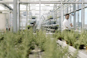 Businessman examining plants through window in greenhouse - JOSEF01746