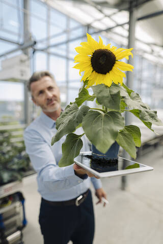 Close-up of businessman holding digital tablet and sunflower in greenhouse stock photo